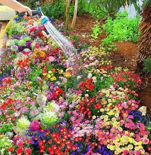 Varieties of Flower Seeds (Pack of 500g) And Get Plant Growth Supplement